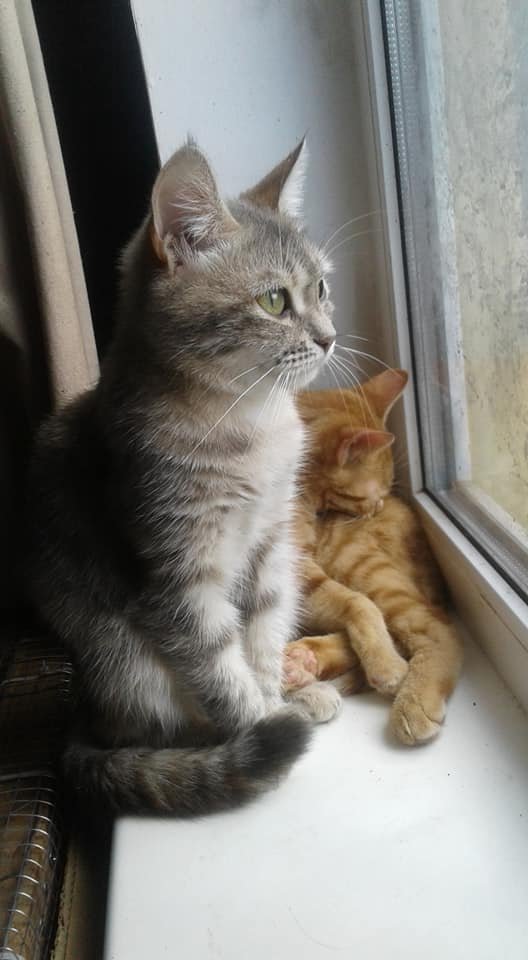 Брошенная кошечка Брошенная кошечка