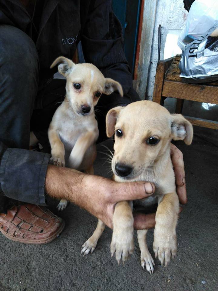 Любвеобильные щеночки Любвеобильные щеночки
