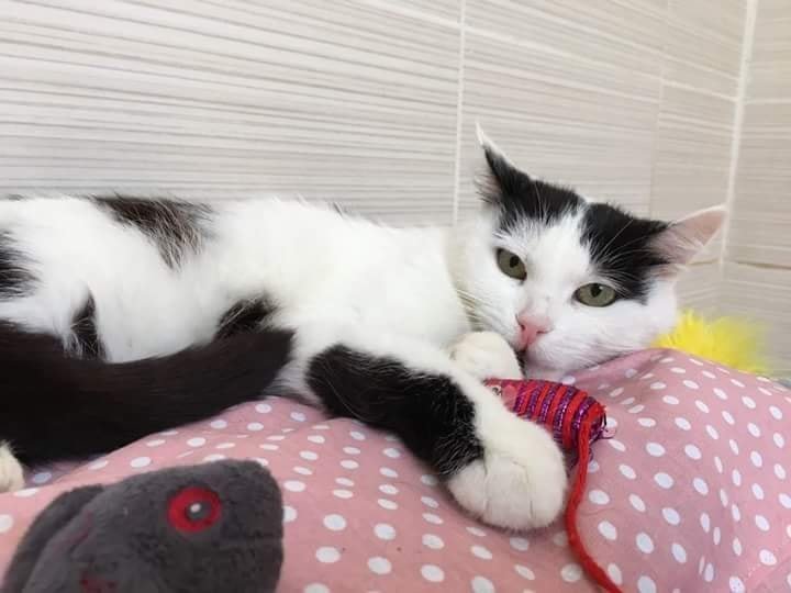 Черно-белое счастье Черно-белое счастье