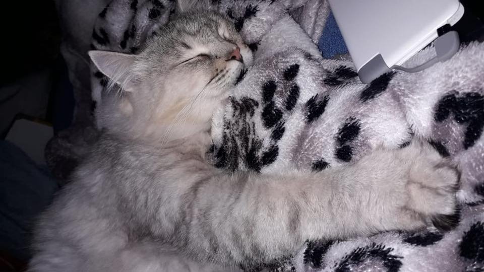 Сплюха Сплюха