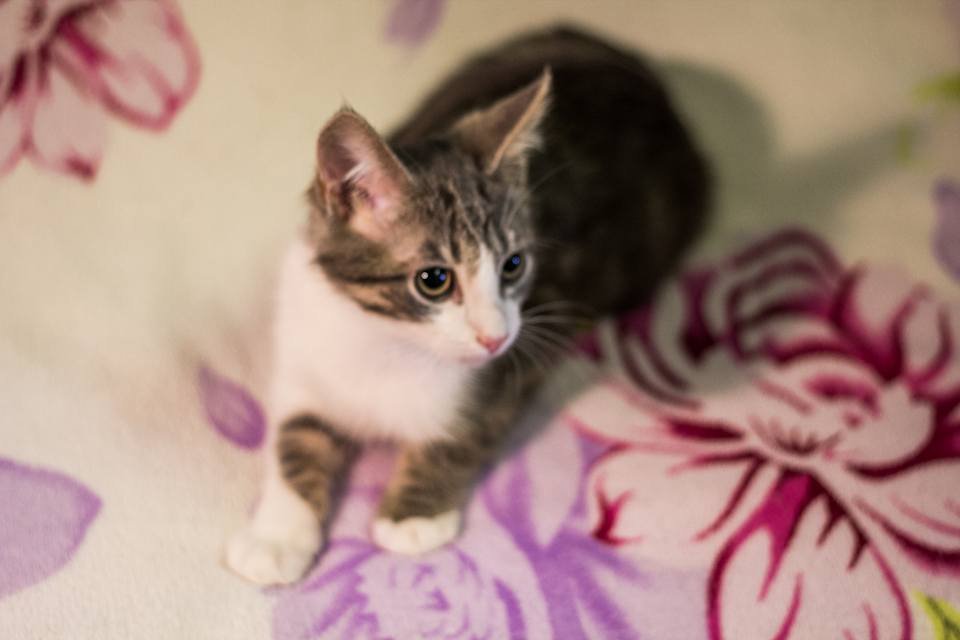 КОМОК ЛЮБВИ КОМОК ЛЮБВИ