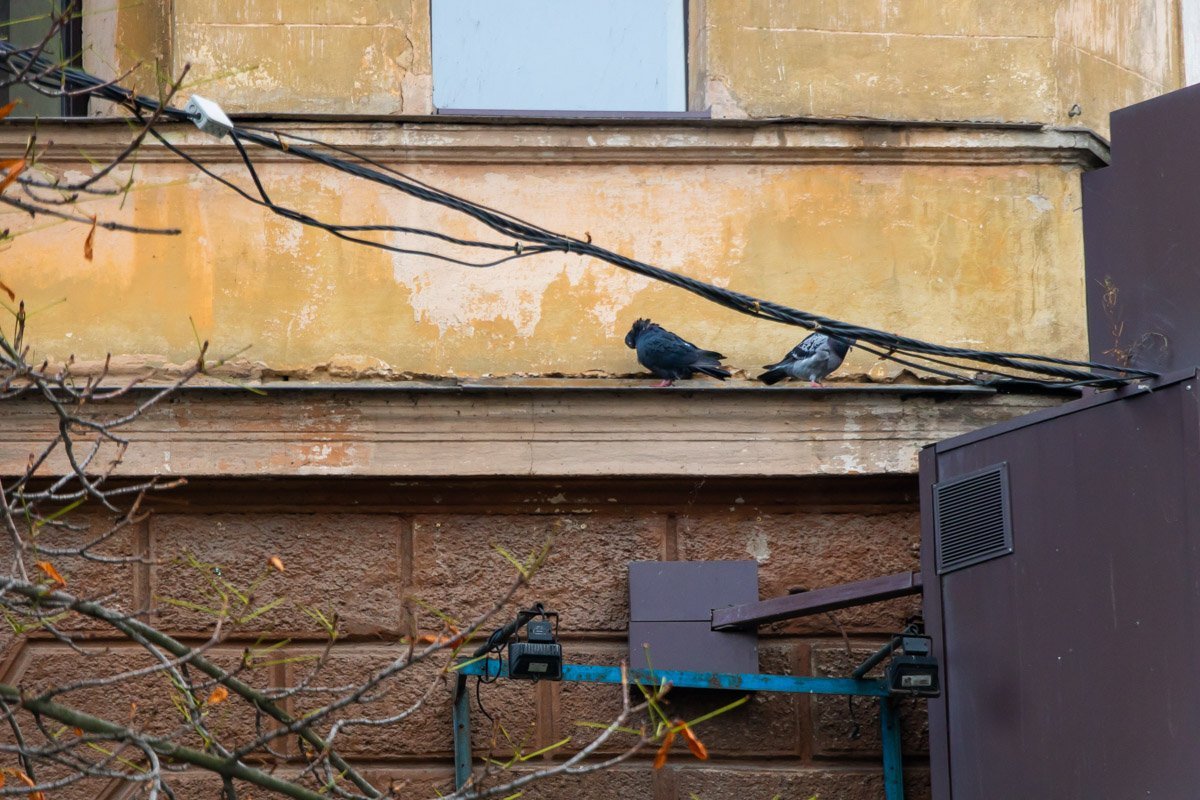 Остатки фасада теперь пристанище для птиц