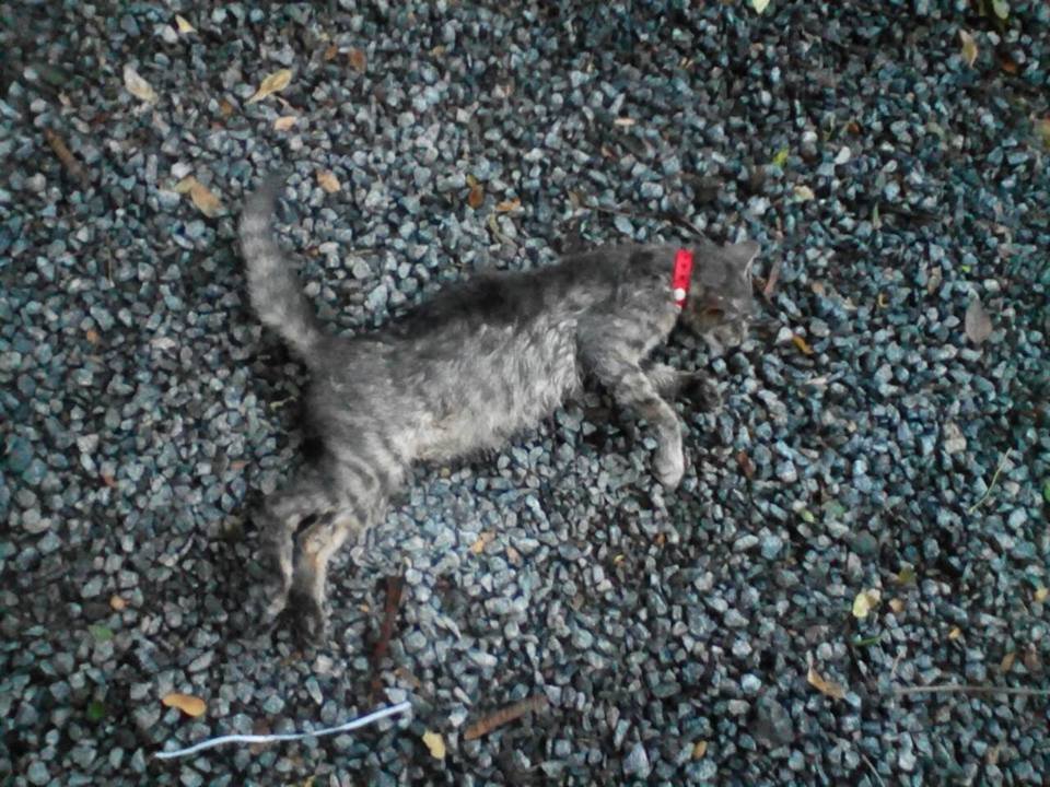 Посетители "наливайки" убивают животных Посетители "наливайки" убивают животных