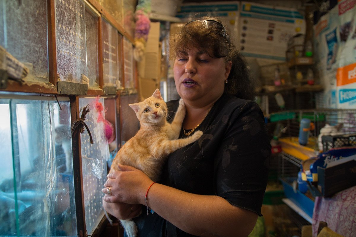 Бедные маленькие котики Бедные маленькие котики