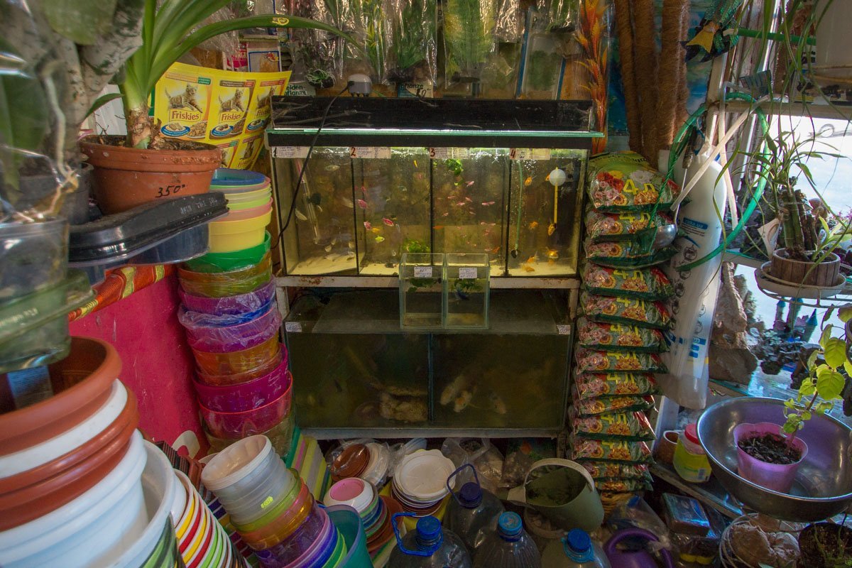 Аквариум пожелтел Аквариум пожелтел