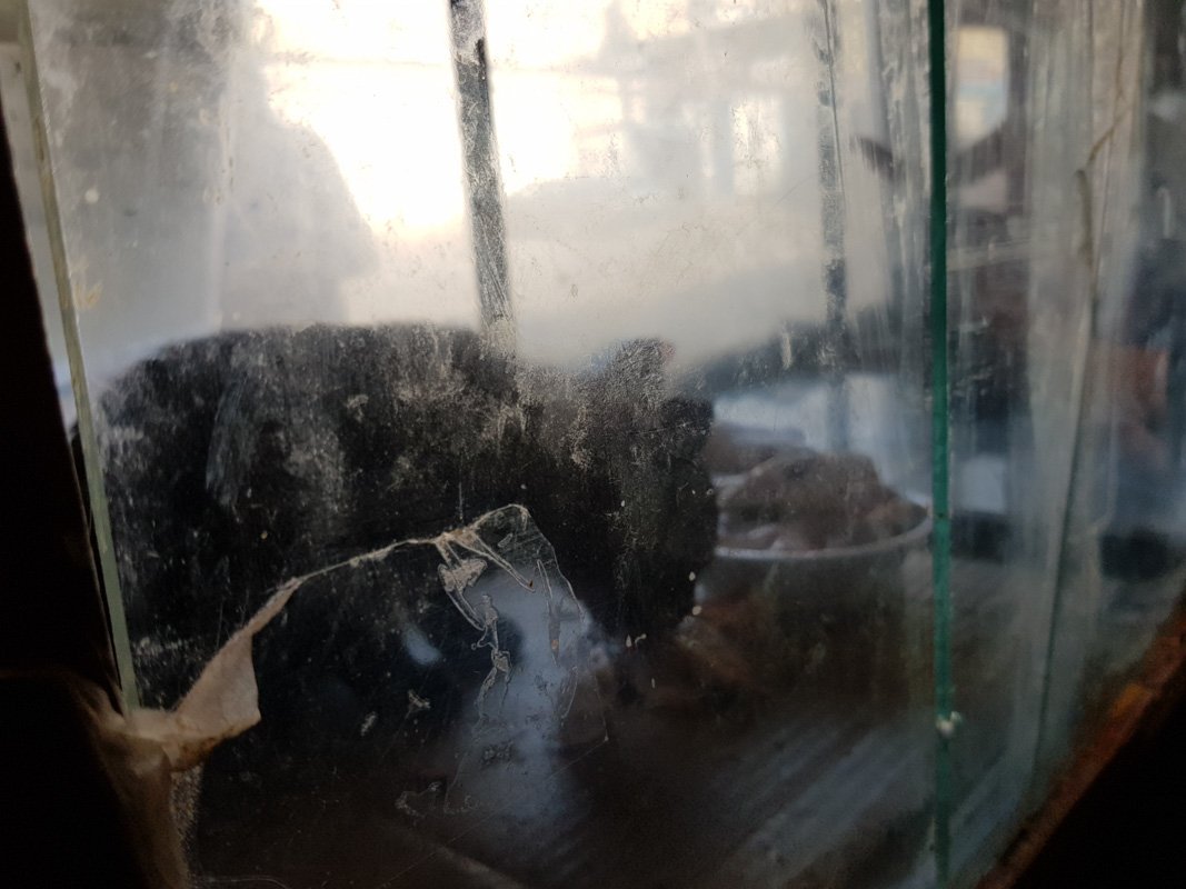 Морские котики. В аквариумах Морские котики. В аквариумах