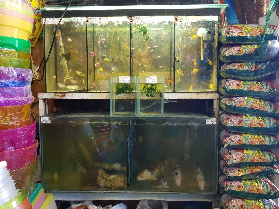 Карп, живи Карп, живи