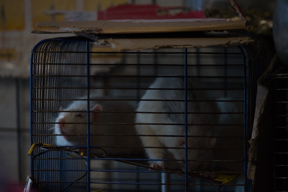 Хозяйка вызвала охрану Хозяйка вызвала охрану