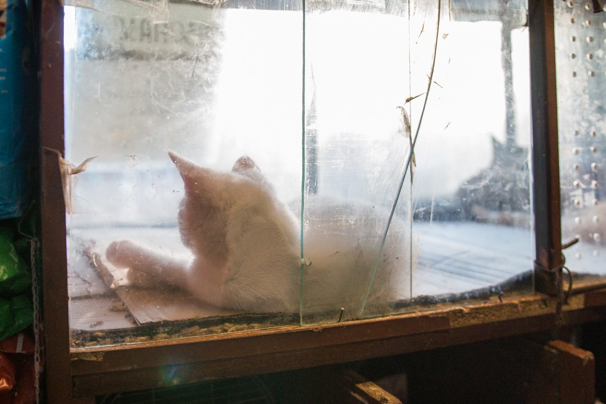 Котам жарко на солнце Котам жарко на солнце