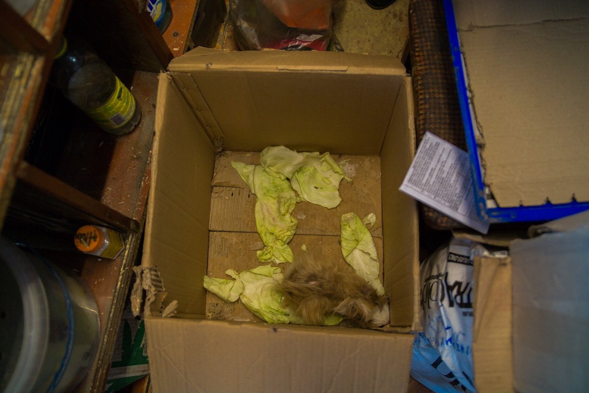 У морской свинки нет клока шерсти У морской свинки нет клока шерсти