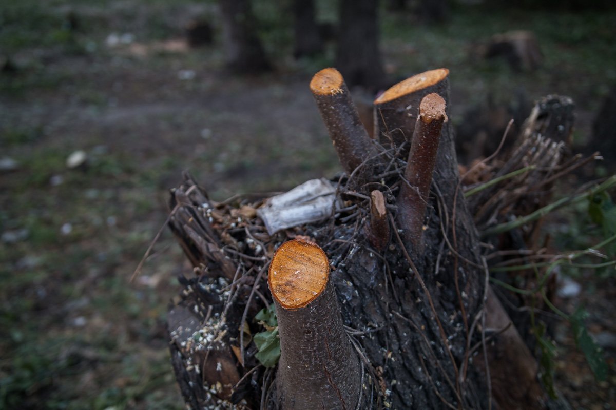 Возраст уничтоженных деревьев достиг 60-ти лет Возраст уничтоженных деревьев достиг 60-ти лет