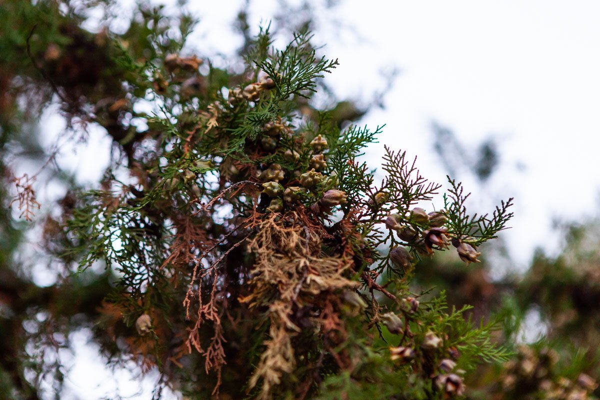 Парк наполнен хвойным запахом Парк наполнен хвойным запахом