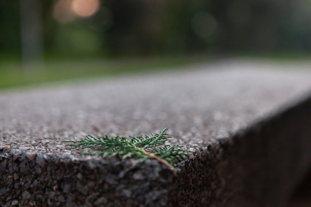 Вечнозеленая веточка не дает поверить, что осень уже наступила Вечнозеленая веточка не дает поверить, что осень уже наступила