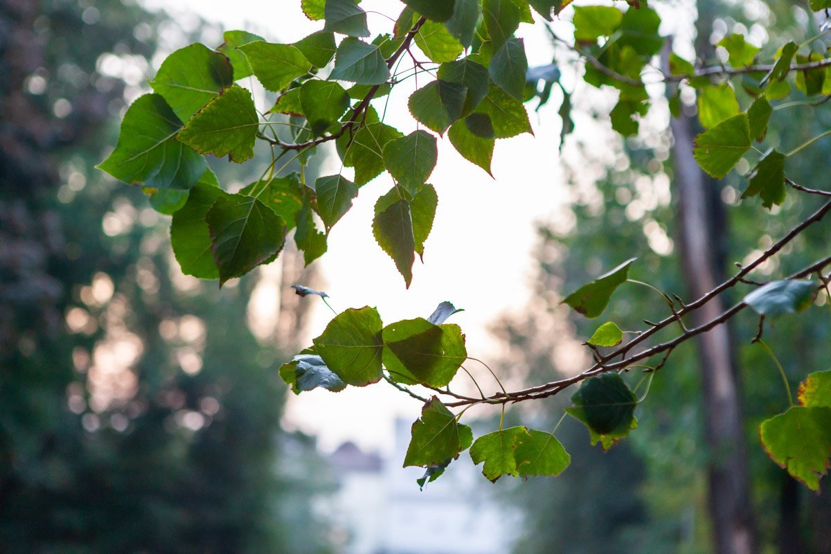 Солнце пробивается сквозь листву Солнце пробивается сквозь листву