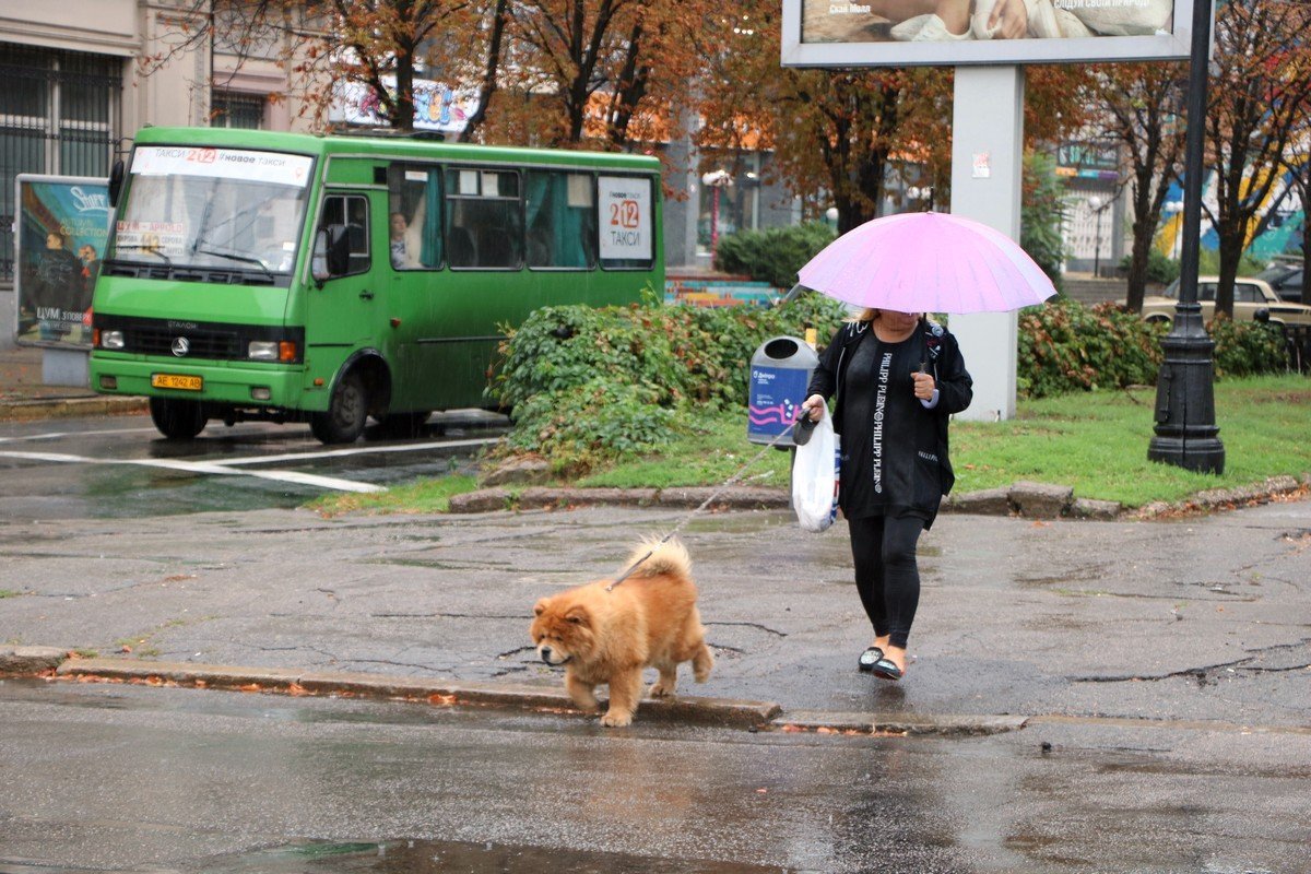 Бедная мокрая собака