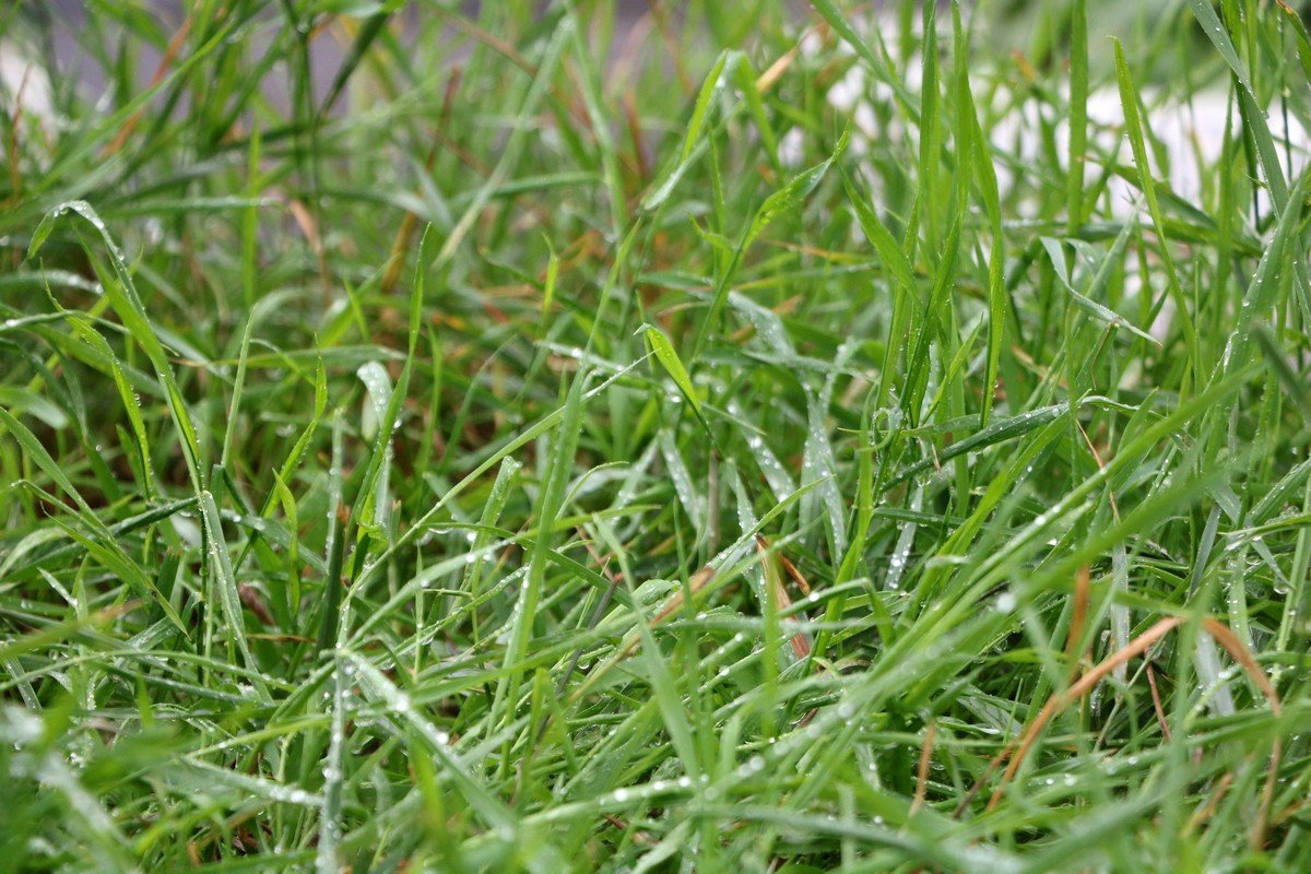 Природа радуется