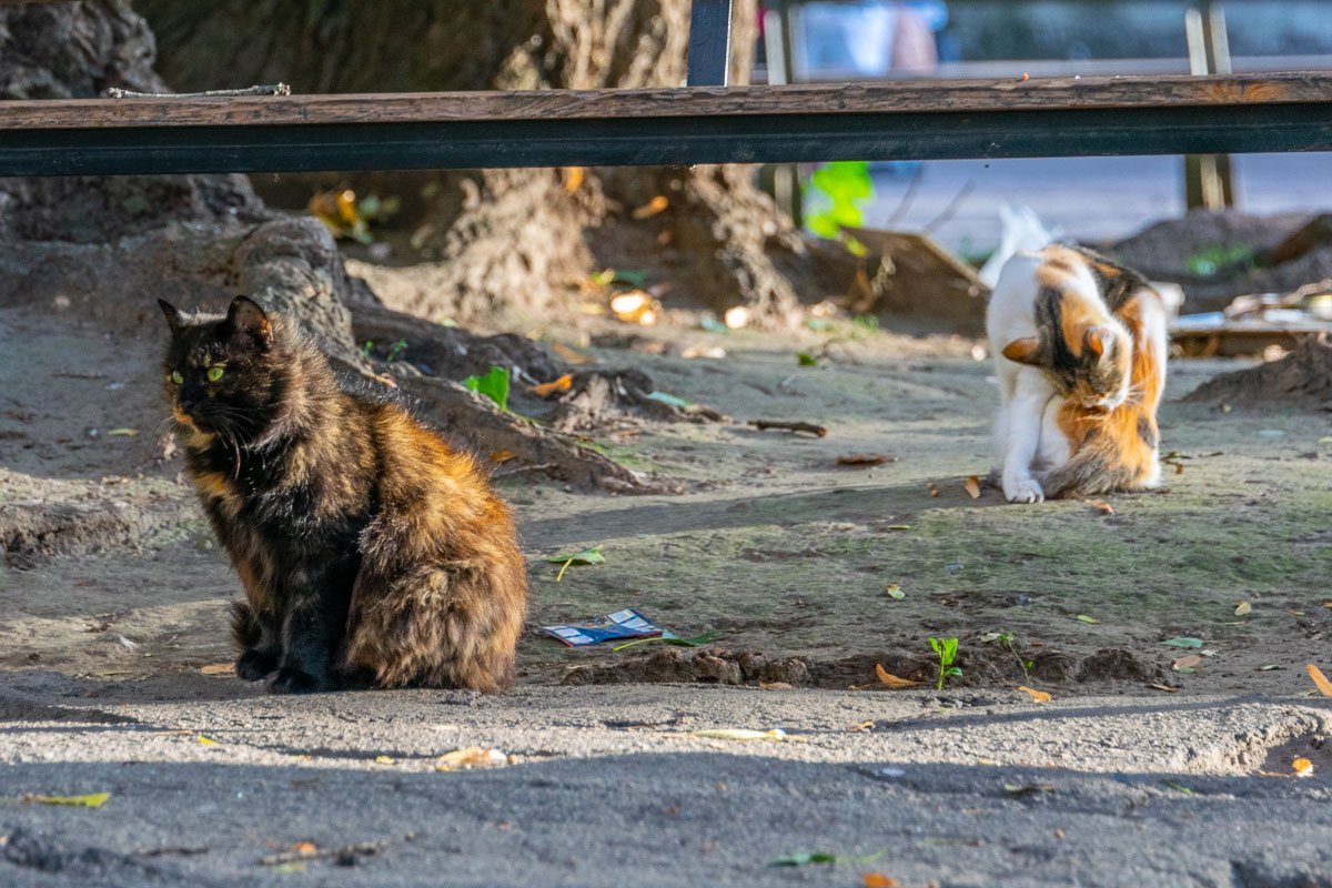 Братан мойся, я тебя прикрою