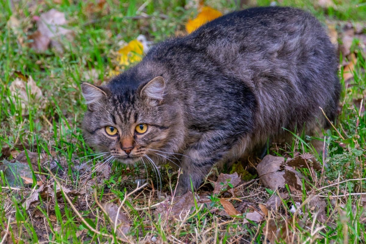 Не жирненький, а пушистый