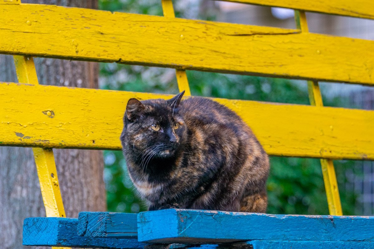 Патріотичний кіт