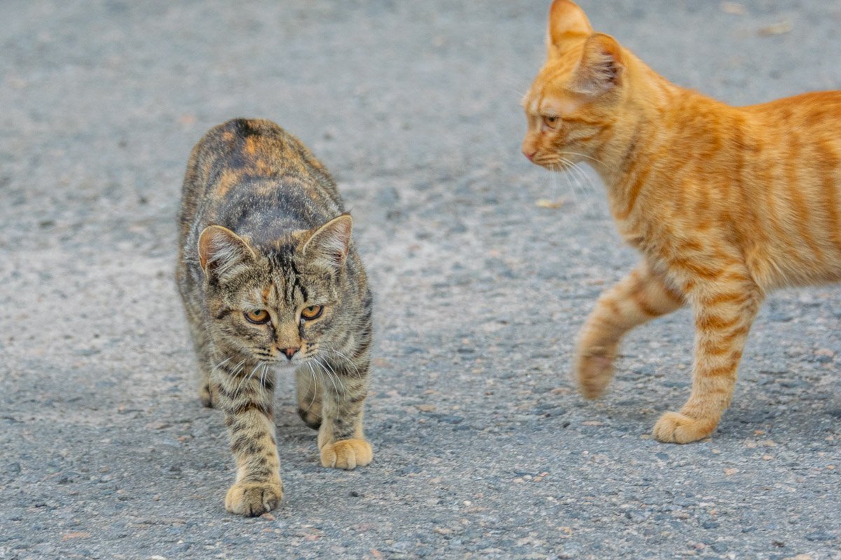 Джонни, в этом районе торговлей Фрискиса занимаюсь я...