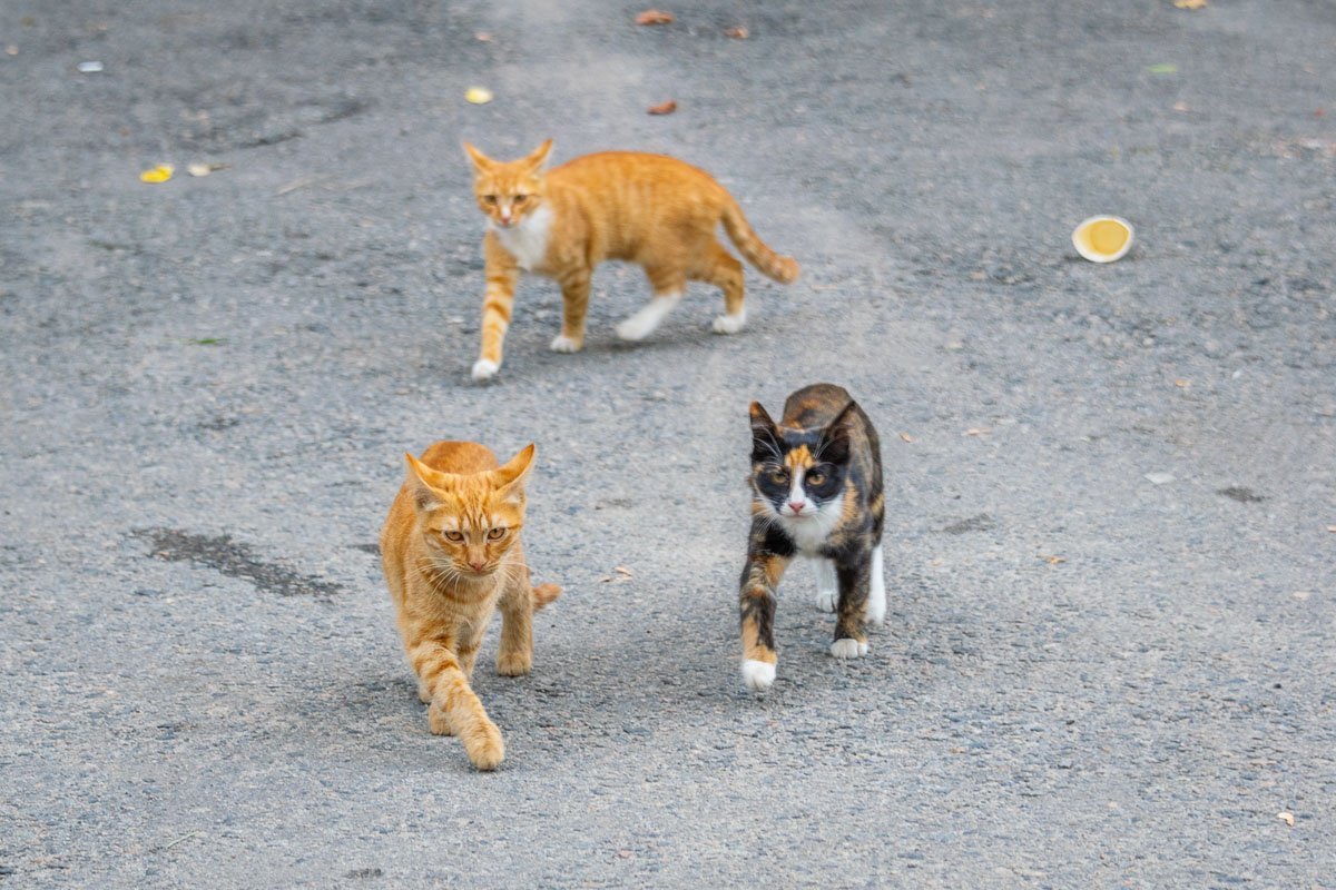 Пацаны, обступаем его с левого фланга