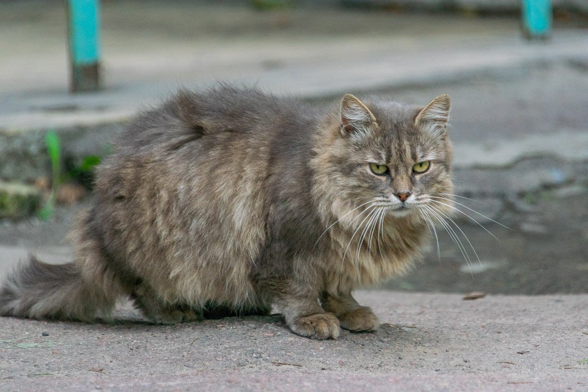 Сам ты серый, я перламутровый