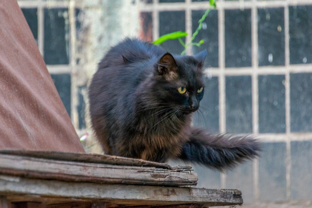 Слышь ты, щенок