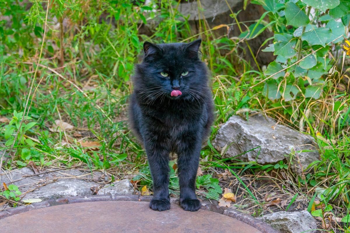 Межпространственного кота засасывает в сингулярность, но он еще не покушал