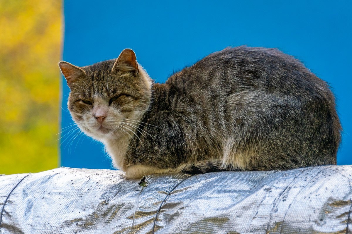 А не собаколюб ли ты часом?