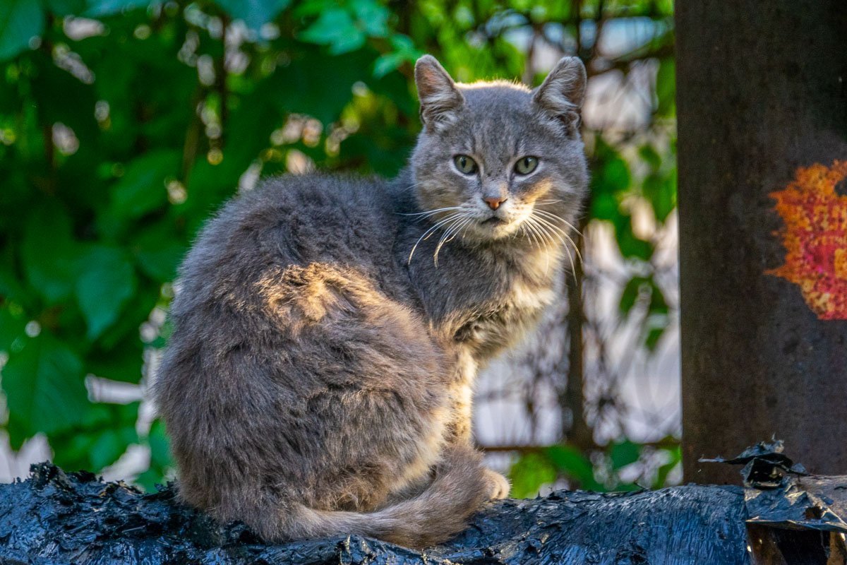 С - сосредоточенность