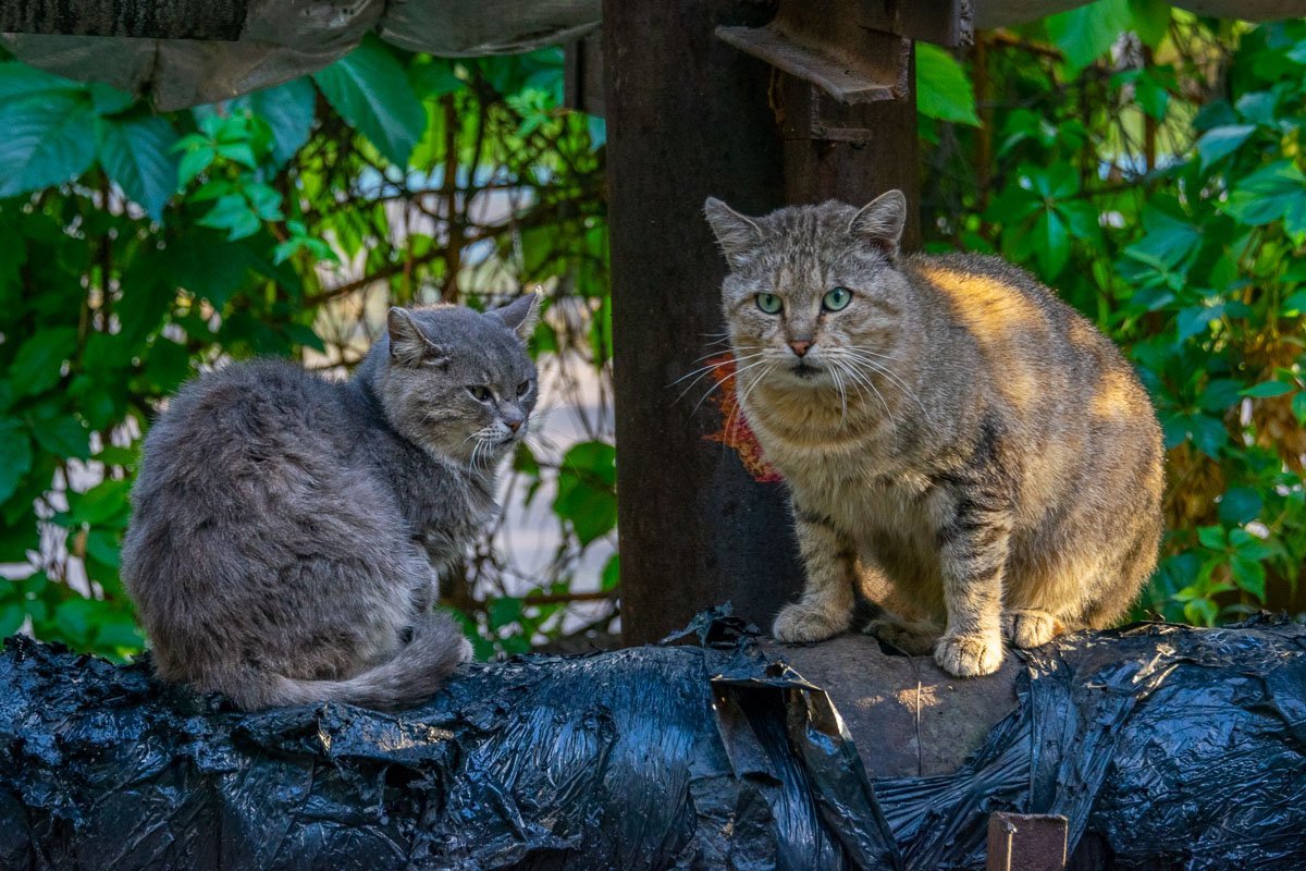 Ты фотографируешь меня, но не даешь за это корма, я тебя правильно понял?