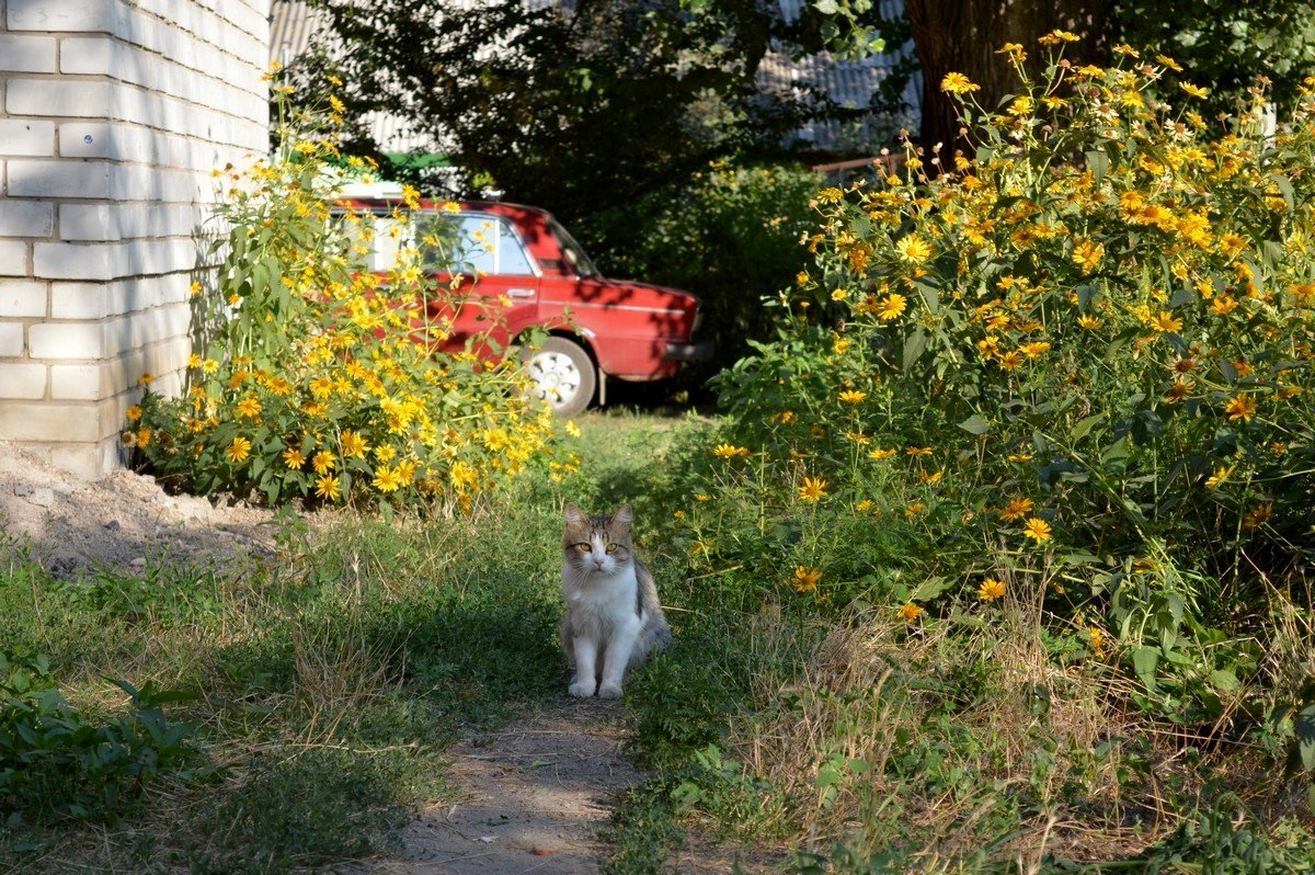 Кот весеннего настроения 