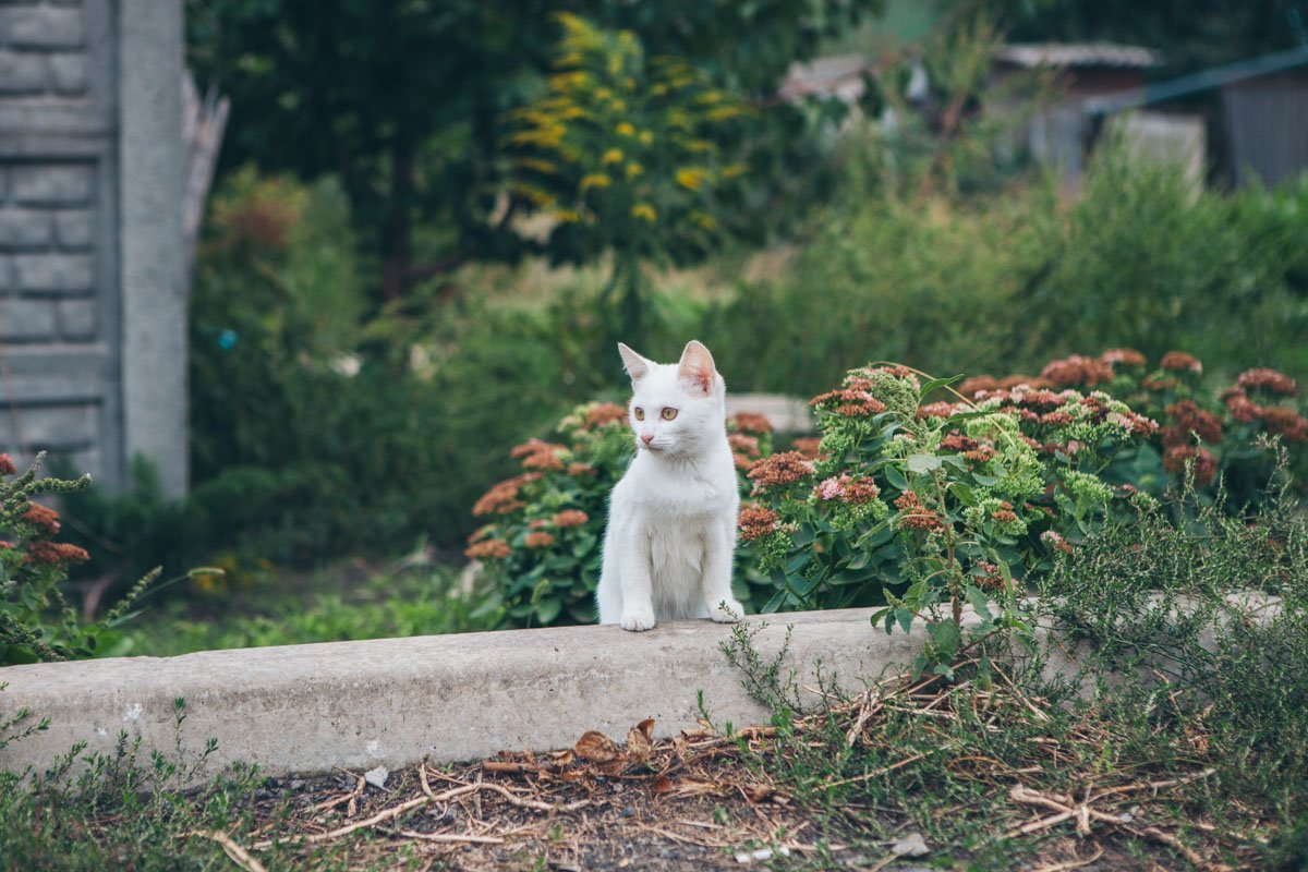 Если присмотреться, можно понять, что кот занимается паркуром