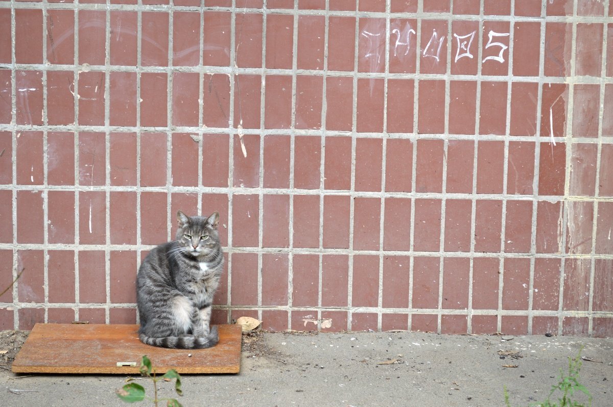 Как поймать кота: просто положите что-то на пол, он сам туда ляжет