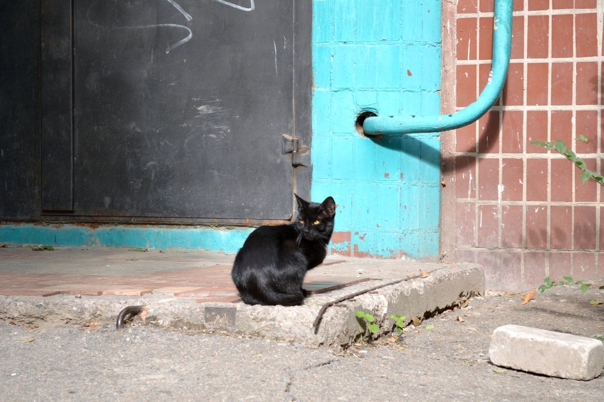 Шо "кыс-кыс"? Нет еды - нет на ручки