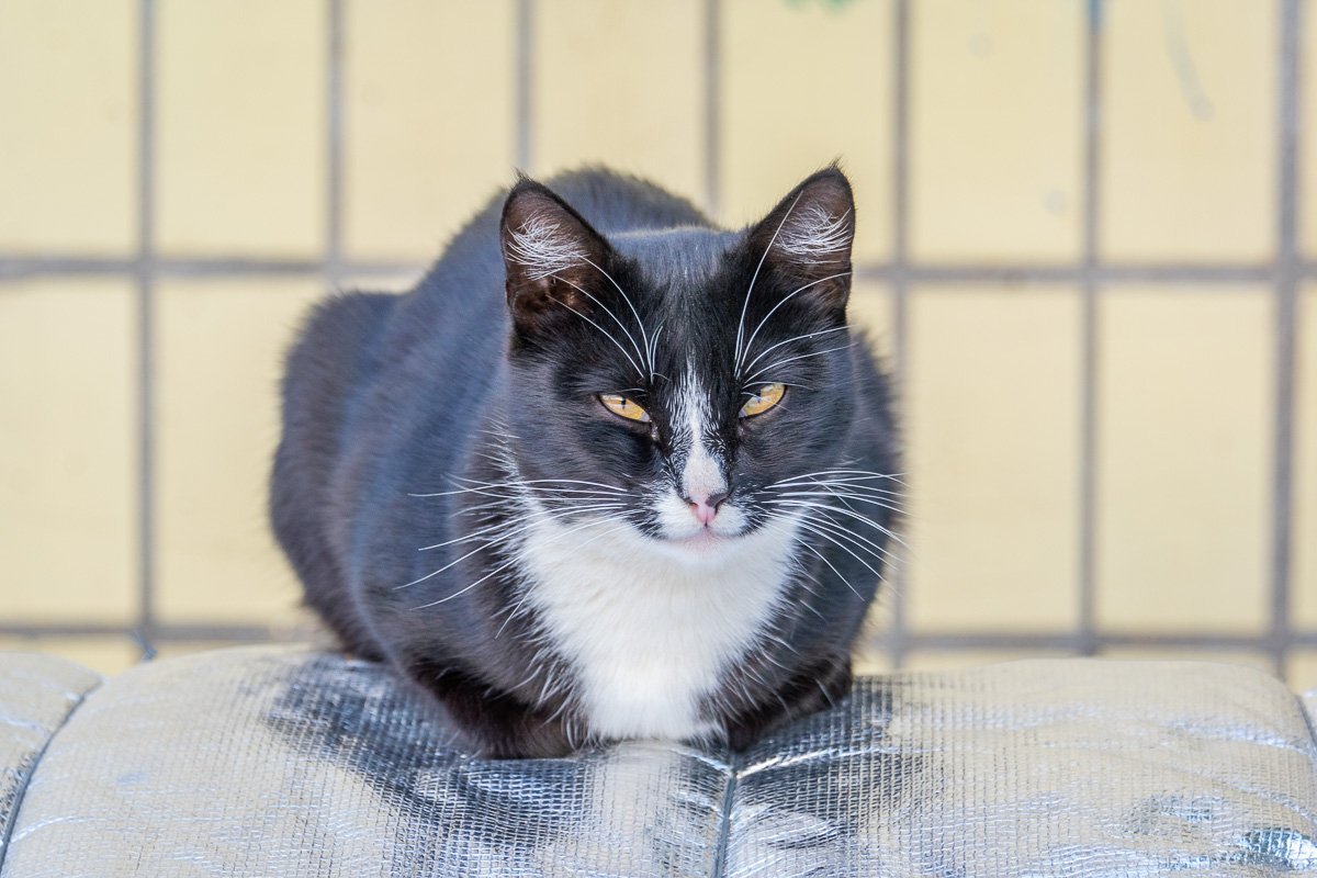 Не косой, а раскосый