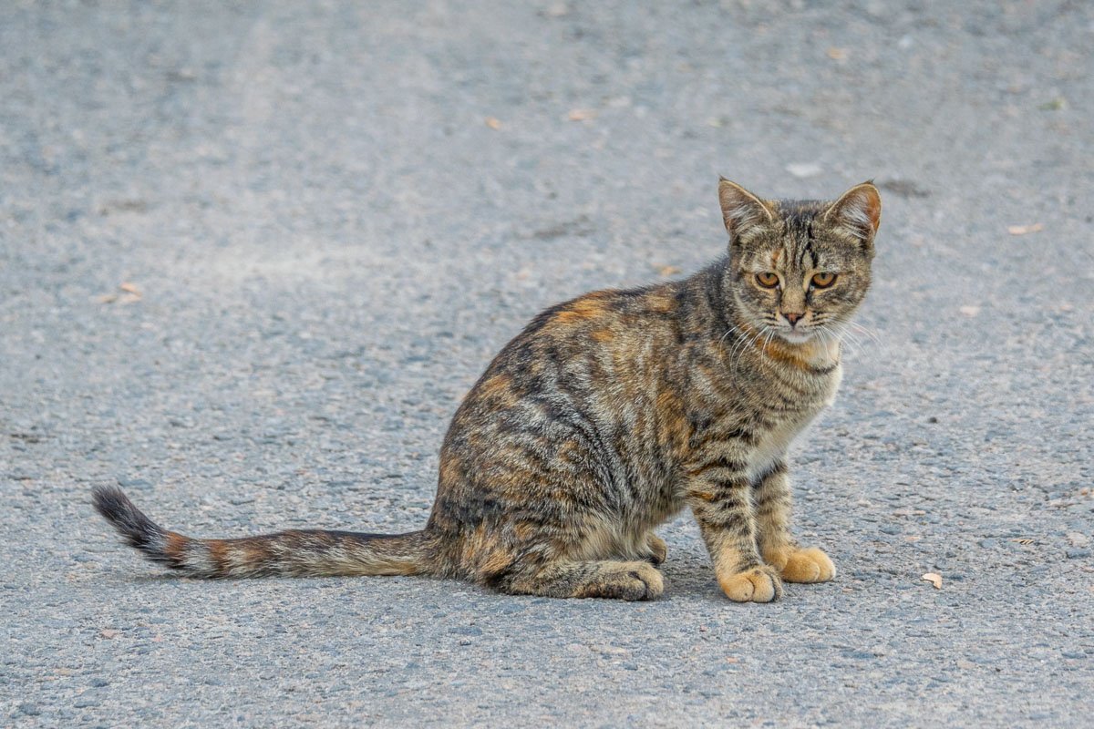 Ты устроился на работу оператором и теперь фоткаешь котов? Ха!