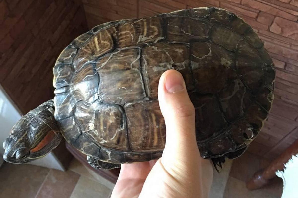 Маленький черепах едва не попал под колеса автомобиля Маленький черепах едва не попал под колеса автомобиля