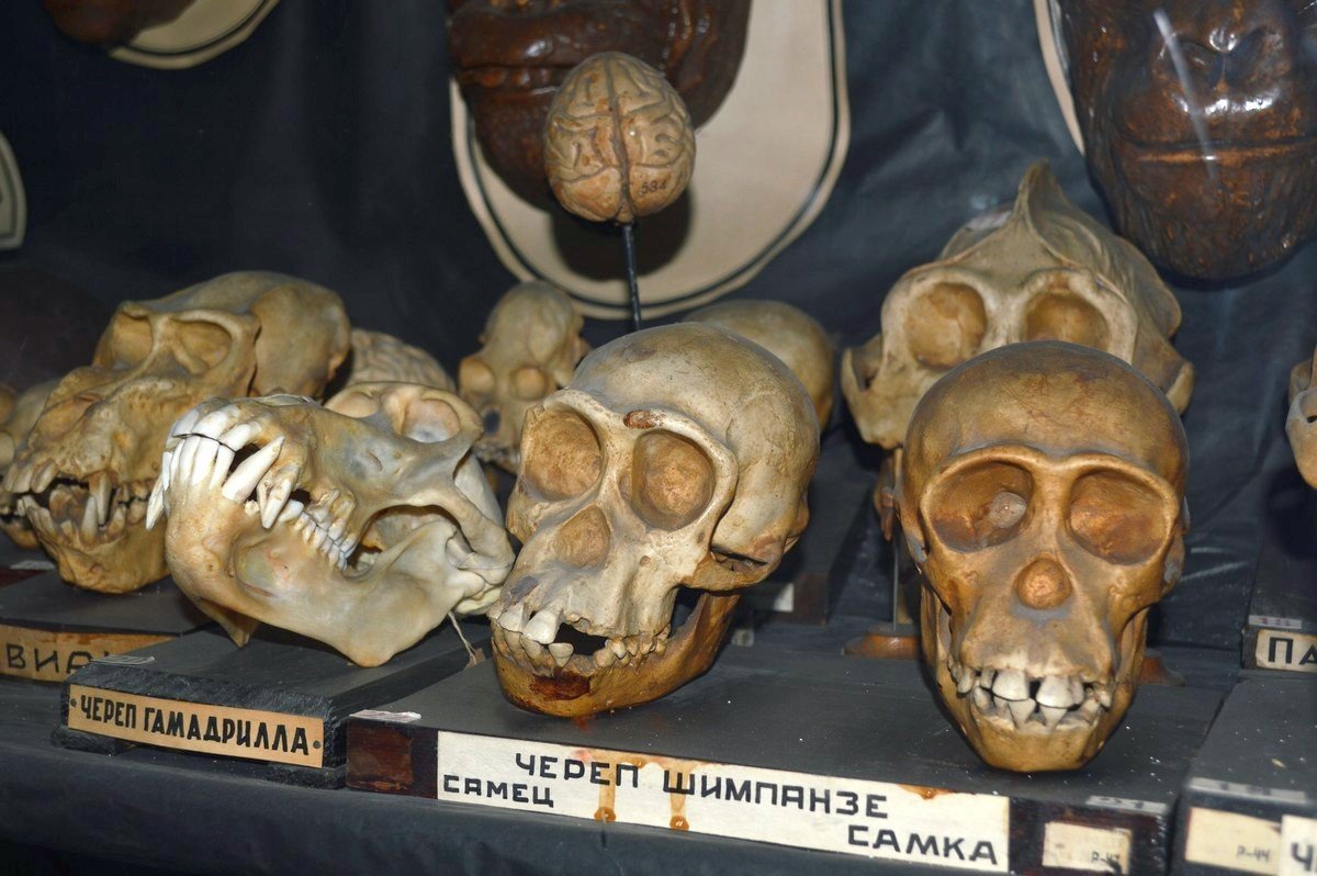 Первый экспонат коллекции датирован 1901 годом