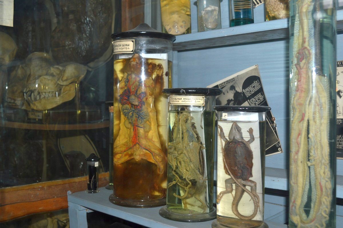 Во многочисленных колбочках находятся расчлененные белочки