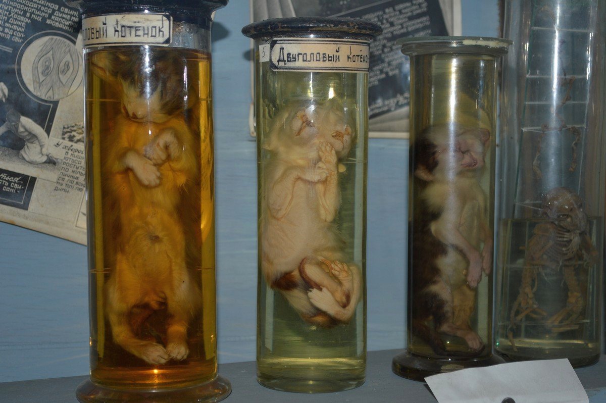 Один из наиболее экстравагантных экспонатов