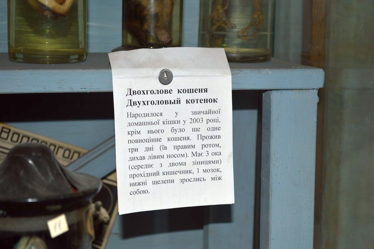 Двухголовый котенок в баночке. Листайте дальше.