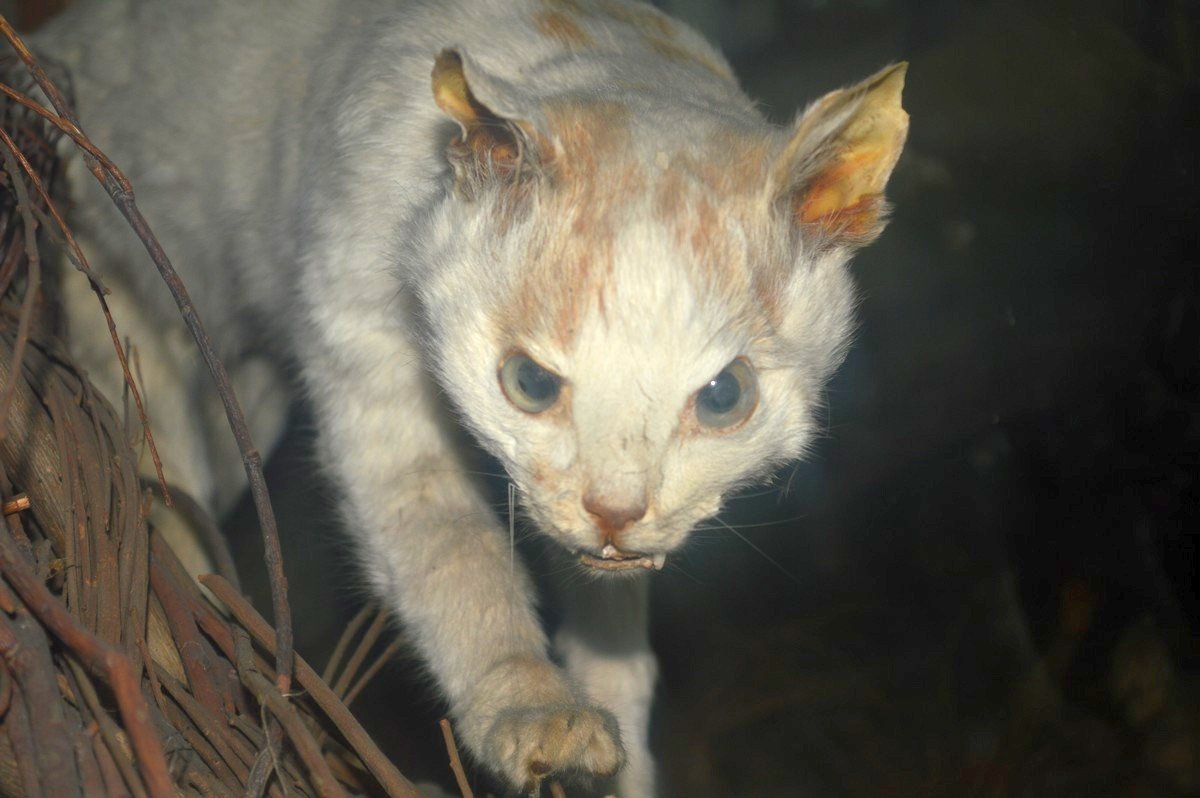 Если долго вглядываться в котика, котик начнет вглядываться в тебя