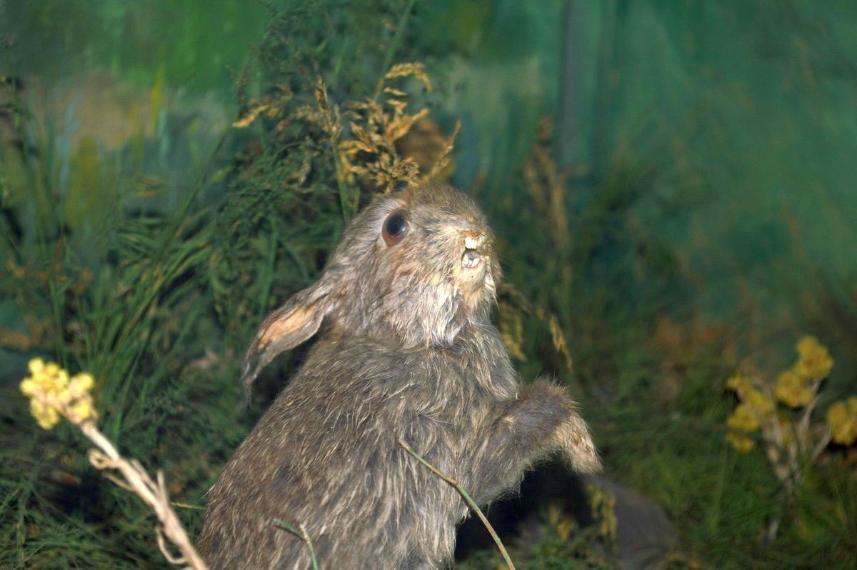 Когда не успел на Новый мост до переключения реверса