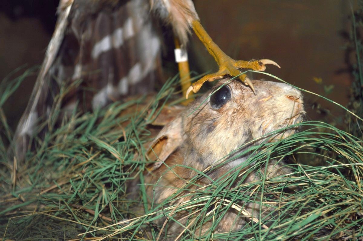 Кролики в этом музее не в почете