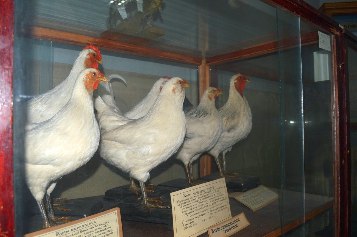 В "АТБ" акция, нужно успеть все купить