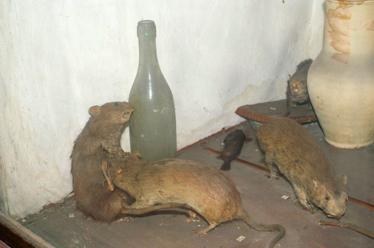 Мизансцена с мышами вызывает больше всего вопросов