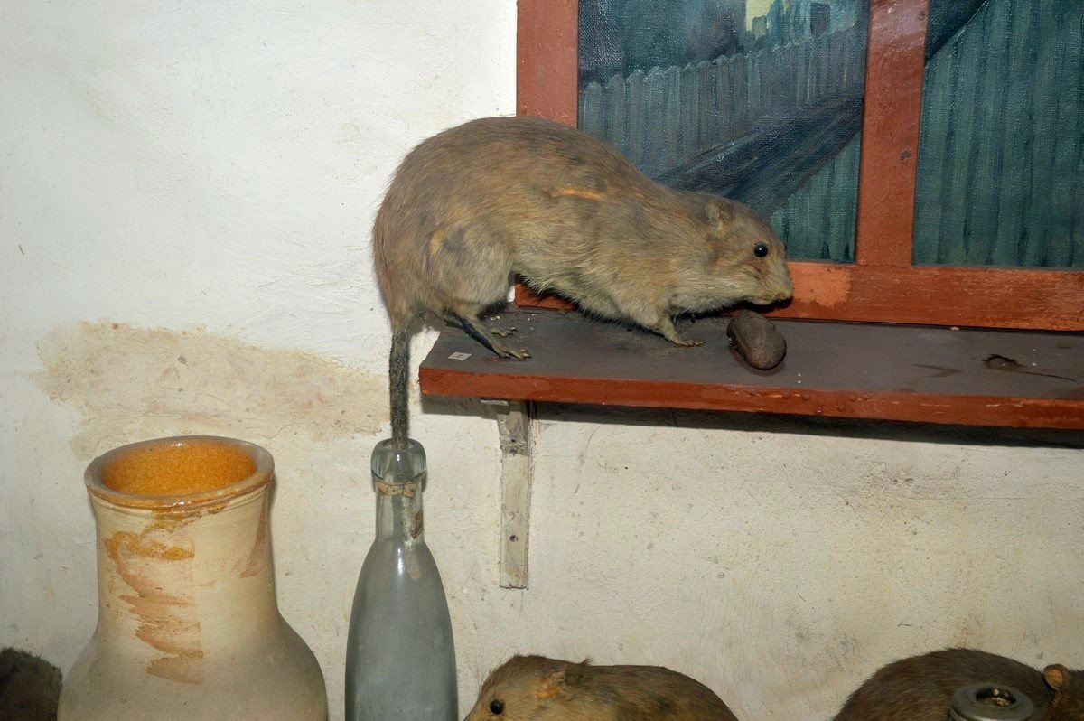 Настойка на крысах