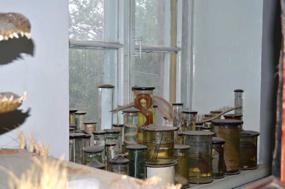 Просто глисты в банках на подоконнике