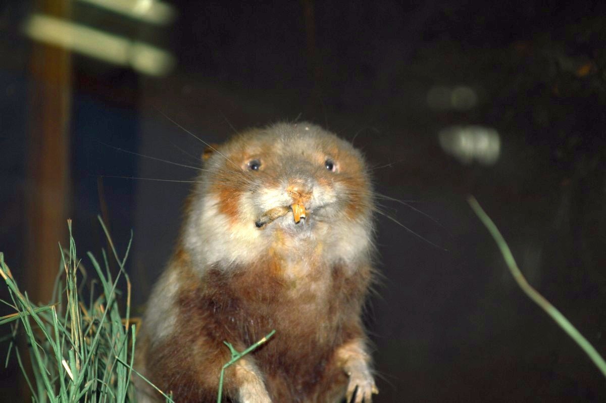 Чувствую зраду